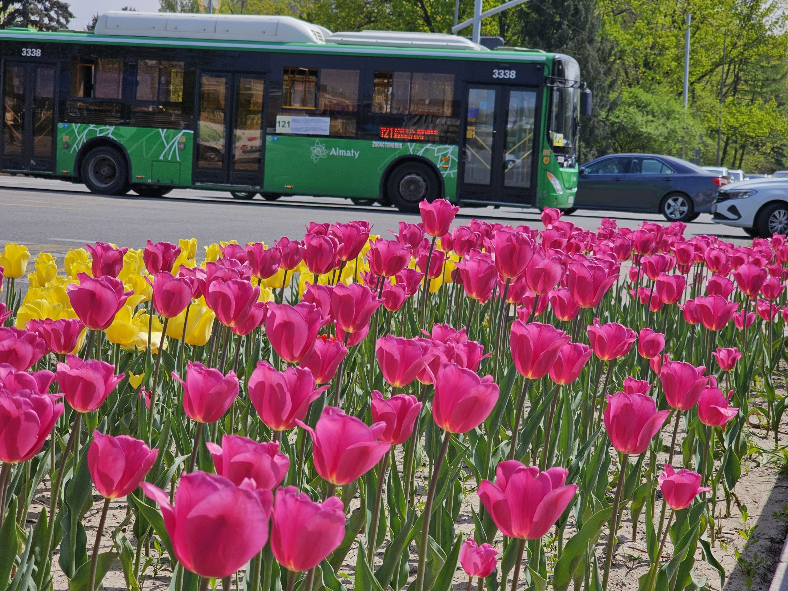 Тюльпанов в Алматы станет вдвое больше