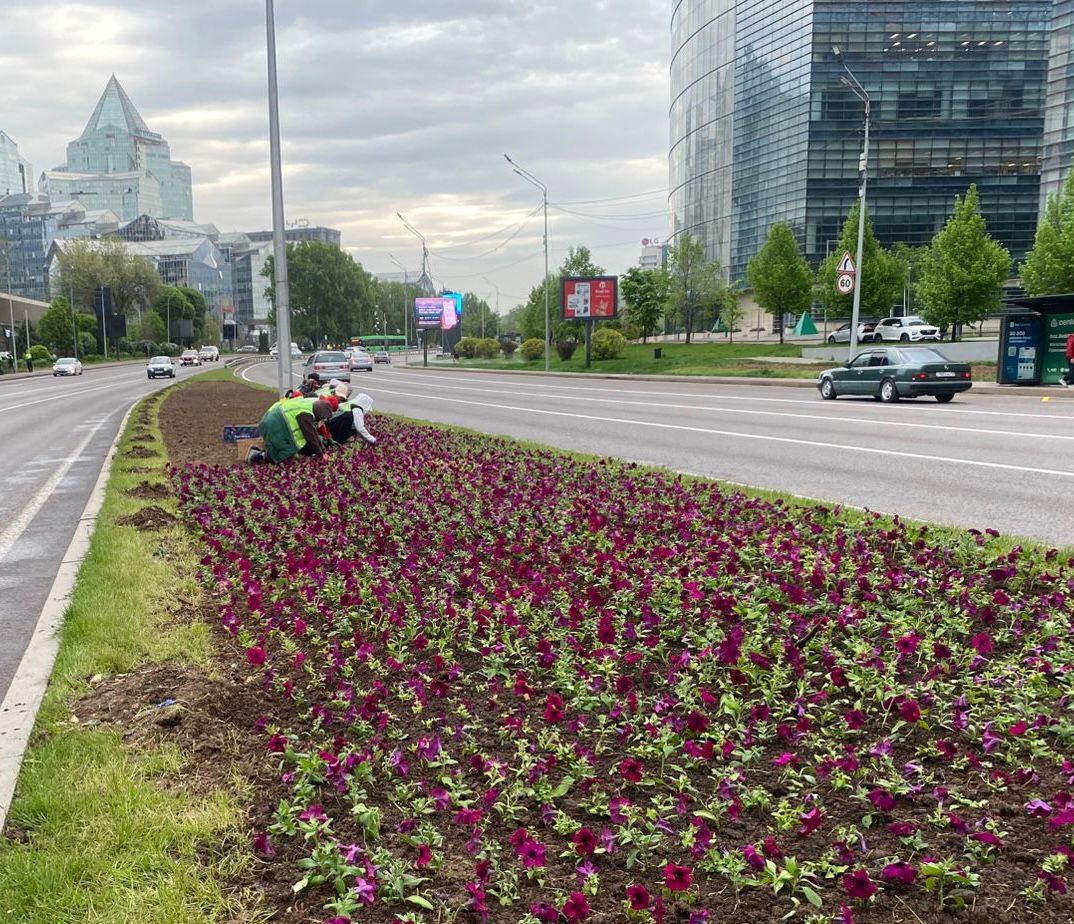 Более 52 тыс. кв. метров розариев высажено в рамках цветочного оформления города