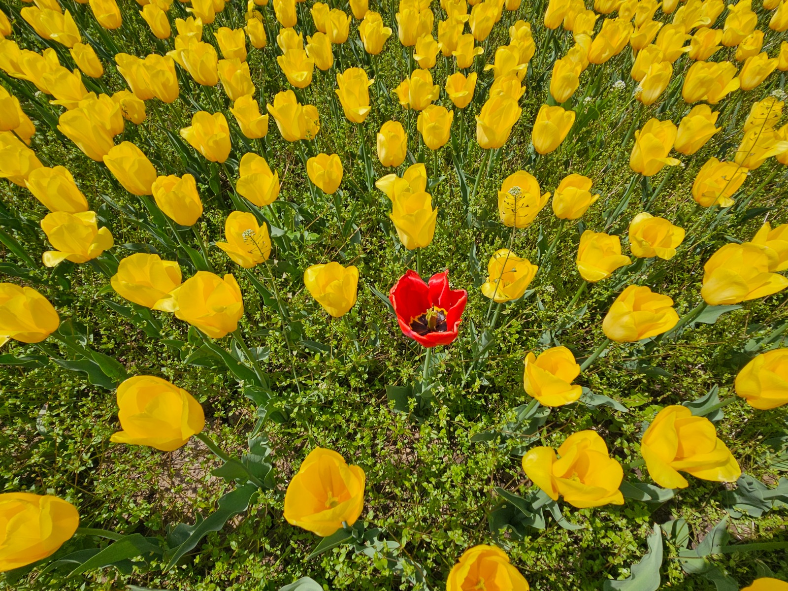 Алматыда қызғалдақтардың гүлдеу маусымы басталды